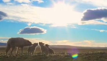 荒野間諜(第一季)封麵